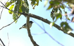 Iridophanes pulcherrimus