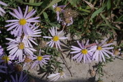 Aster hispidus