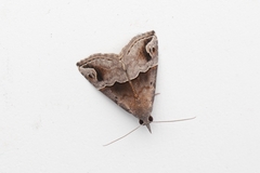 Hypena laceratalis