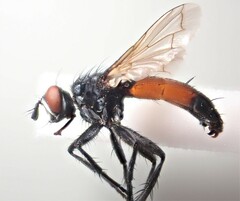 Cylindromyia xylotina