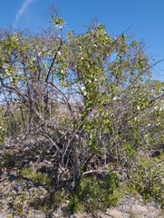 Spinoliva ilicifolia