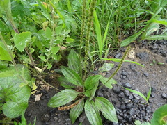 Plantago depressa