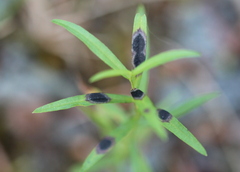 Asteromyia euthamiae