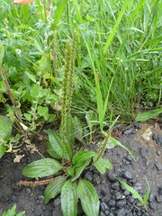Plantago depressa