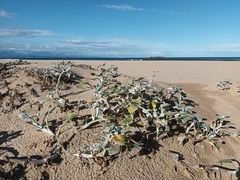 Arctotheca populifolia