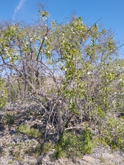 Spinoliva ilicifolia
