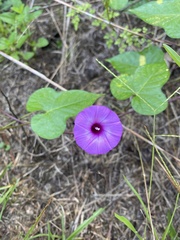 Ipomoea