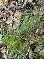 Carex rosea