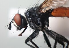 Cylindromyia xylotina