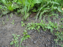 Plantago depressa