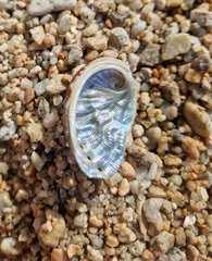 Haliotis tuberculata