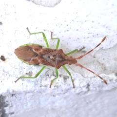 Gonocerus juniperi