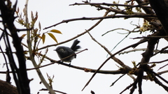 Polioptila dumicola