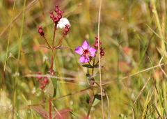 Rhexia virginica