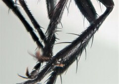 Cylindromyia xylotina