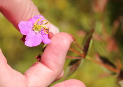 Rhexia virginica