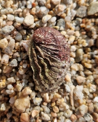 Haliotis tuberculata