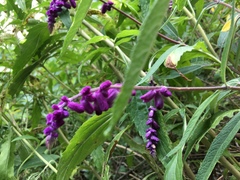 Salvia leucantha
