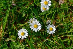 Bellis perennis