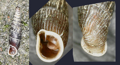 Macrogastra plicatula