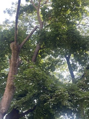 Acer platanoides