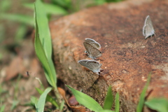 Hemiargus