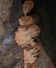 Polyporus