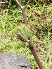 Datura stramonium