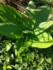Nicotiana tabacum