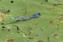 Enallagma carunculatum