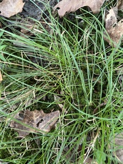 Carex pedunculata
