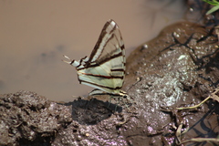 Protographium epidaus