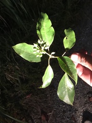 Dendropanax dentiger