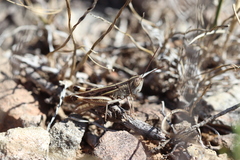 Ramburiella hispanica