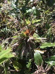 Dichanthelium laxiflorum
