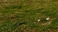 Tachycineta leucorrhoa