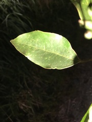 Dendropanax dentiger