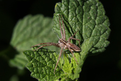 Pisaura