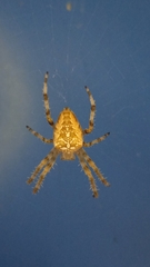 Araneus diadematus