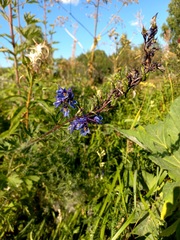Delphinium retropilosum