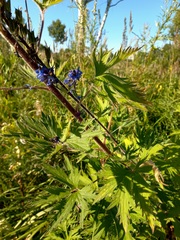 Delphinium retropilosum