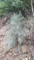 Genista tenera
