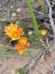 Ornithogalum dubium
