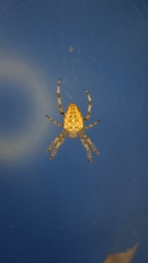 Araneus diadematus