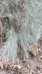 Genista tenera