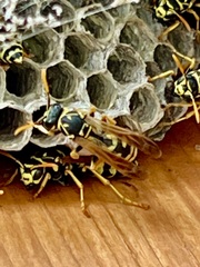 Polistes dominula