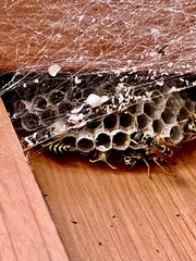 Polistes dominula