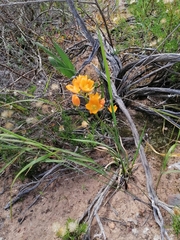 Ornithogalum dubium