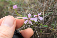 Tetratheca paucifolia