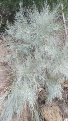 Genista tenera